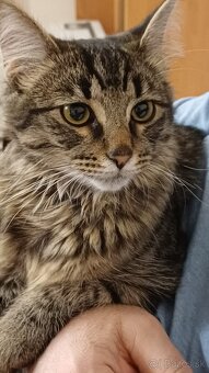 Domáci kocúrik - 4