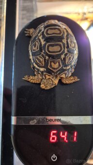 Korytnačka leopardia - 4