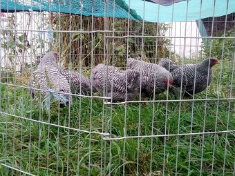 Mladé kohúty oravky - 4