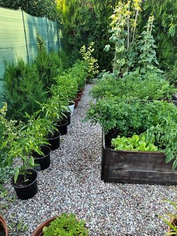 Ponúkam na predaj Záhradu s chatkou - 4