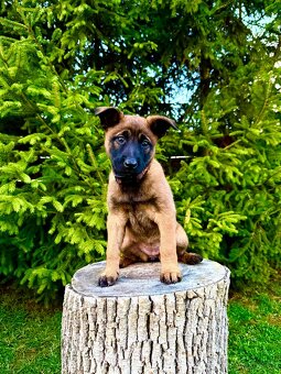 Belgický ovčák Malinois s PP 7.týdnů - 4