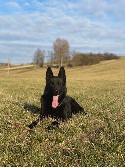 Nemecky ovčiak s PP krytie - 4