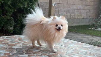 Krásny, láskyplný, čistokrvný pomeranian na krytie - 4