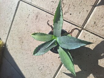 Agave americana - 4