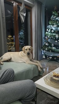 Labrador šteniatka - 4