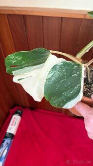 monstera albo variegata - 4