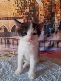 Mainska myvalia mačka - mačiatka - 4