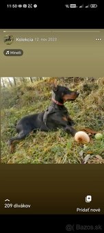 Doberman s PP - 4