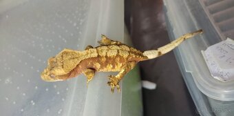 Pagekon riasnaty - Correlophus ciliatus - 4