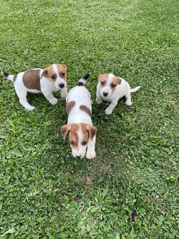 Jack russel terier - 4