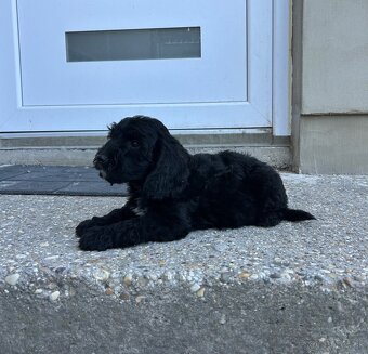 Cockapoo - 4