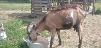 Predám mladú1ročnú kozu a tohtoročné pekné kozički - 4