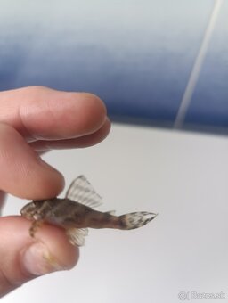 L333- Hypancistrus - King Tiger pleco - 4