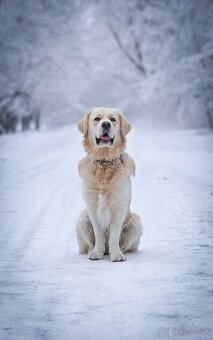 Zlatý retriever s PP - krytie - 4