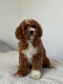 Cavapoo psík - 4
