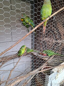 Predám Papagáj Nádherný - 4