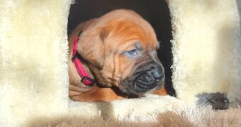 TOSA INU s PP (FCI) - 4