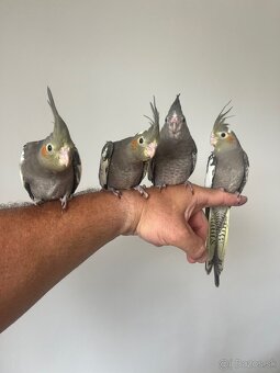 Korely ručne dokrmena Krotká - 4