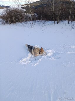 Česko Slovenský vlčiak - 4