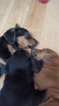 Predám šteniatka jazvečíka - 4