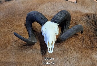 Trofeje, baran - 4