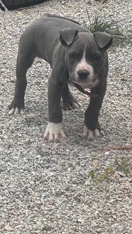 Pitbul - 4