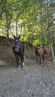 Kobylka 3 ročná,žrebček 2ročný - 4