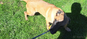 belgický ovčiak , malinois - 4