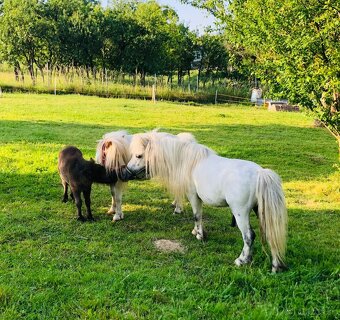 Pripustanie shetland pony - 4