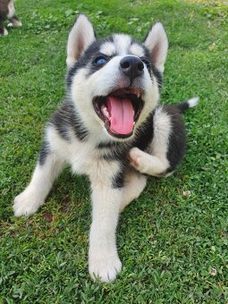 Šteniatka sibírsky husky - 4