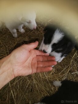 Borderkolie na predaj šteniatka - 4