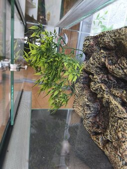 Predam terarium - 4