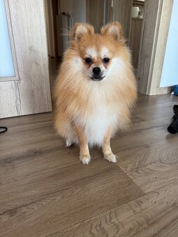 Pomeranian mini - 4