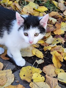 Darujeme krásne mačiatka - 4