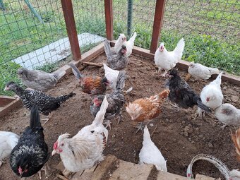 Paduánka kohúty - 4