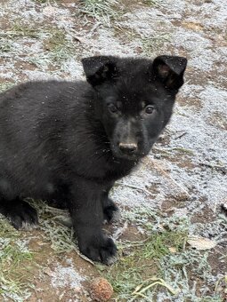 Šteniatka - nemecký ovčiak - 4