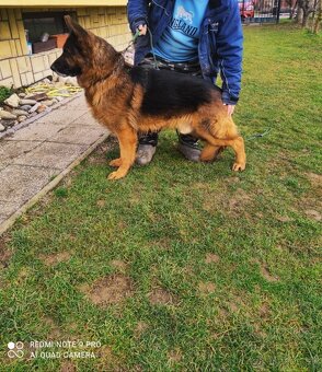 Nemecký ovčiak šteniatka - 4