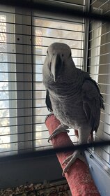 Papagáj Žako sivý - 4