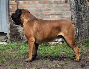 búrský buldok- boerboel-feny-garance zdravých kloubů - 4