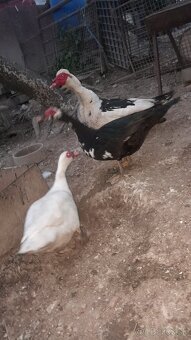 Pyžmové kačky - 4