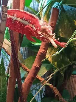 Chameleón pardali - 4