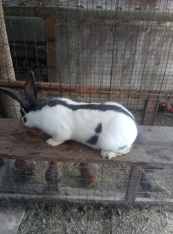 Nemecký obrovitý strakáč - 4