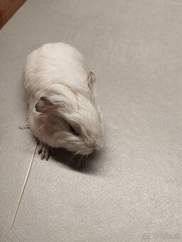 Morské prasiatko - 4