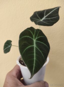 Alocasia Black Velvet - 4
