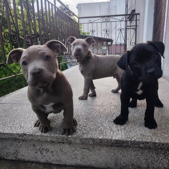 Americký pitbulterier pitbul pitbull - 4