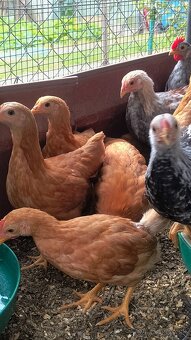 Araucana divosfarbená - 4