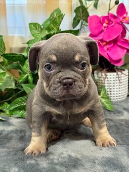 Francúzsky buldoček,buldog,bulldog krásne farby - 4