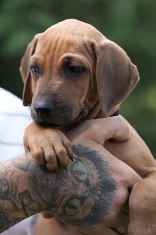 rhodesian ridgeback s PP nestandartni pejsek💙 - 4