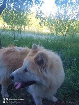 Akita inu krytie - 4