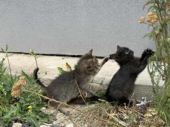 🐾 Dve zachránené mačičky hľadajú spoločný domov 🐾 - 4